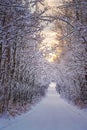 Sunrise Sky Over A Snowy Treelined Road Royalty Free Stock Photo