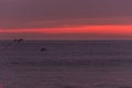 sunrise sky with shore birds and seagulls flying over the Atlantic Ocean near the Shark River Inlet Royalty Free Stock Photo