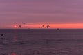 sunrise sky with shore birds and seagulls flying over the Atlantic Ocean near the Shark River Inlet Royalty Free Stock Photo