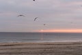 sunrise sky with shore birds and seagulls flying over the Atlantic Ocean near the Shark River Inlet Royalty Free Stock Photo