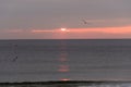 sunrise sky with shore birds and seagulls flying over the Atlantic Ocean near the Shark River Inlet