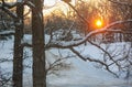 Sunrise on a snow-covered landscape of trees