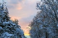 Sunrise through snow covered trees