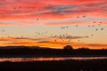 Sunrise Snow Geese Royalty Free Stock Photo