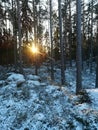 Winter forest Royalty Free Stock Photo