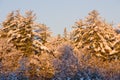 Sunrise on snowy pine trees