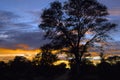 Sunrise in South Africa seen through silhouette of tree in backlight. Colorful orange clouds on morning sky.