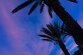 Silhouette of palms in the evening sky Royalty Free Stock Photo