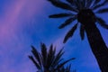 Silhouette of palms in the evening sky Royalty Free Stock Photo