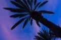 Silhouette of palms in the evening sky Royalty Free Stock Photo