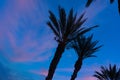 Silhouette of palms in the evening sky Royalty Free Stock Photo