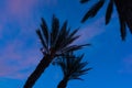 Silhouette of palms in the evening sky Royalty Free Stock Photo