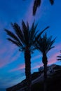 Silhouette of palms in the evening sky Royalty Free Stock Photo