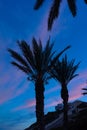 Silhouette of palms in the evening sky Royalty Free Stock Photo