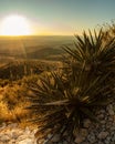 Sunrise Spanish Dagger Yucca Cactus, Guadalupe Peak Trail,