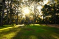 Sunrise In Spring Forest Trees. Nature Woods. Beautiful morning scene