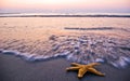 Sunrise and starfish Royalty Free Stock Photo