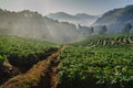 Sunrise at strawberries farm in Thailand Royalty Free Stock Photo
