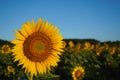 The sunrise strikes a sunflower in a field in summer Royalty Free Stock Photo