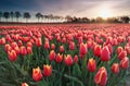 Sunrise sun over red tulip field in North Holland Royalty Free Stock Photo