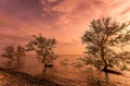 Sunrise / sun set asian fisherman work on mangrove forest