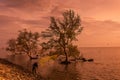 Sunrise / sun set asian fisherman work on mangrove forest Royalty Free Stock Photo