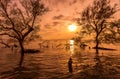 Sunrise / sun set asian fisherman work on mangrove forest