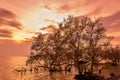 Sunrise / sun set asian fisherman work on mangrove forest