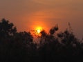 Sunrise Sun up The sun is going up behind the bush black tree background field