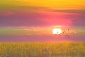 sunrise on the sunhemp field cloud and fog over on top mountain with birds flying Royalty Free Stock Photo