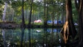 Sunrise sunlight reaching the trunk of a cypress tree in the camping ground and lagoon of Ginnie Springs, Florida