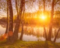 Sunrise or sunset among birches with young leaves near a pond Royalty Free Stock Photo