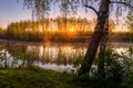 Sunrise or sunset among birches with young leaves near a pond Royalty Free Stock Photo