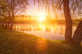 Sunrise or sunset among birches with young leaves near a pond Royalty Free Stock Photo