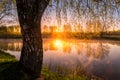 Sunrise or sunset among birches with young leaves near a pond Royalty Free Stock Photo