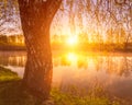 Sunrise or sunset among birches with young leaves near a pond Royalty Free Stock Photo