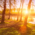 Sunrise or sunset among birches with young leaves near a pond Royalty Free Stock Photo