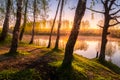 Sunrise or sunset among birches with young leaves near a pond Royalty Free Stock Photo