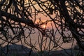 Sunrise-sunset branches of a tree Royalty Free Stock Photo