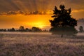 Sunrise Sunset in the LÃÂ¼neburg Heath