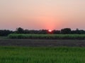 Sunrise and sunset with natural crops and sugarcane