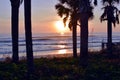 Sunrise Sunset Through Palm Trees Above the Ocean Horizon