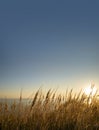 Sunrise sunset of sea with golden blades of wild grass and gold blue sky Royalty Free Stock Photo