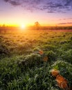 Sunrise or sunset in a spring field with green grass, lupine sprouts, fog on the horizon and bright sky with clouds. Sunbeam on a