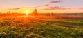 Sunrise or sunset in a spring field with green grass, lupine sprouts and trees