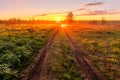 Sunrise or sunset in a spring field with green grass, lupine sprouts and trees