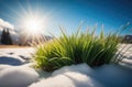 sunny spring day, the onset of spring, the first spring grass, Beautiful delicate plants, green grass grows Royalty Free Stock Photo