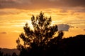 Sunrise, sunset through tree silhouette. Sunbeams paints with yellow and orange color the sky Royalty Free Stock Photo