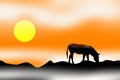 Sunrise sunset zebra Royalty Free Stock Photo