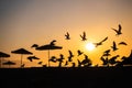 Sunrise with sunshade and life guard station silhouette Royalty Free Stock Photo